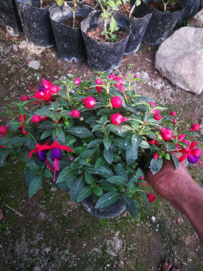 倒挂金钟灯笼花宝莲灯笼花宝莲灯笼花盆栽倒挂灯笼花苗