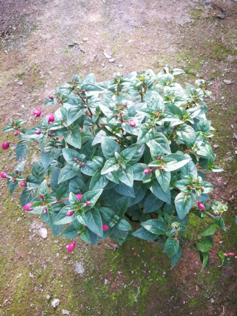 倒挂金钟灯笼花宝莲灯笼花宝莲灯笼花盆栽倒挂灯笼花苗