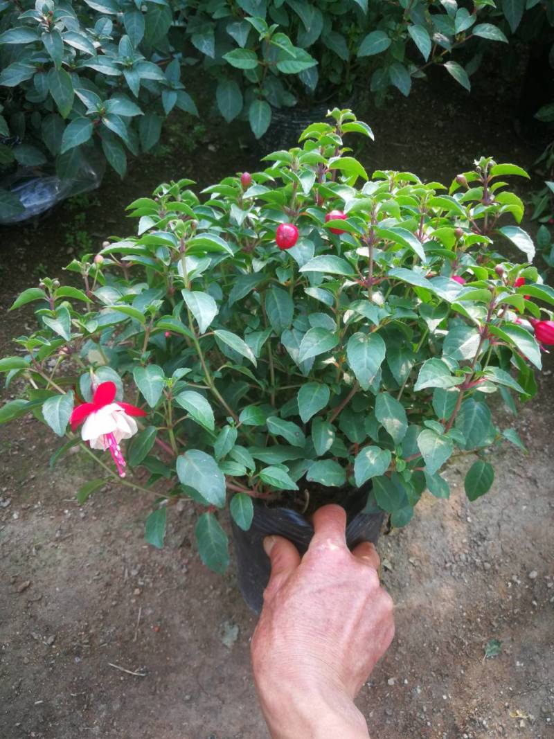 倒挂金钟灯笼花宝莲灯笼花宝莲灯笼花盆栽倒挂灯笼花苗