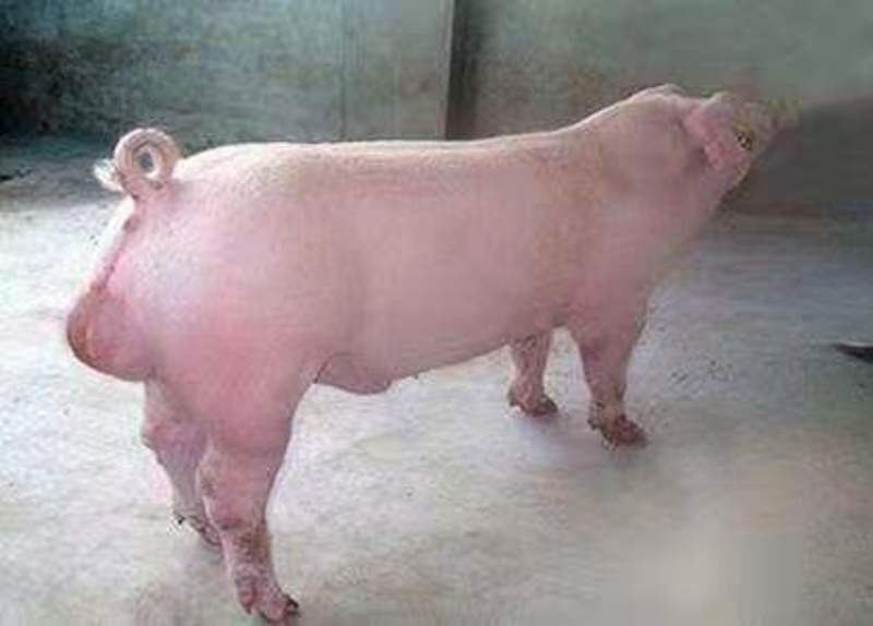 长白种猪公猪养殖场直供品种多样优良健康包成活运输