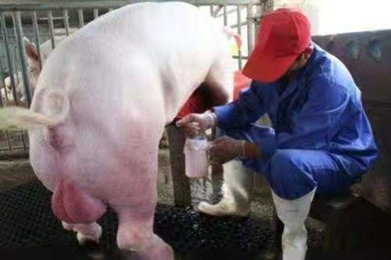 长白种猪公猪养殖场直供品种多样优良健康包成活运输