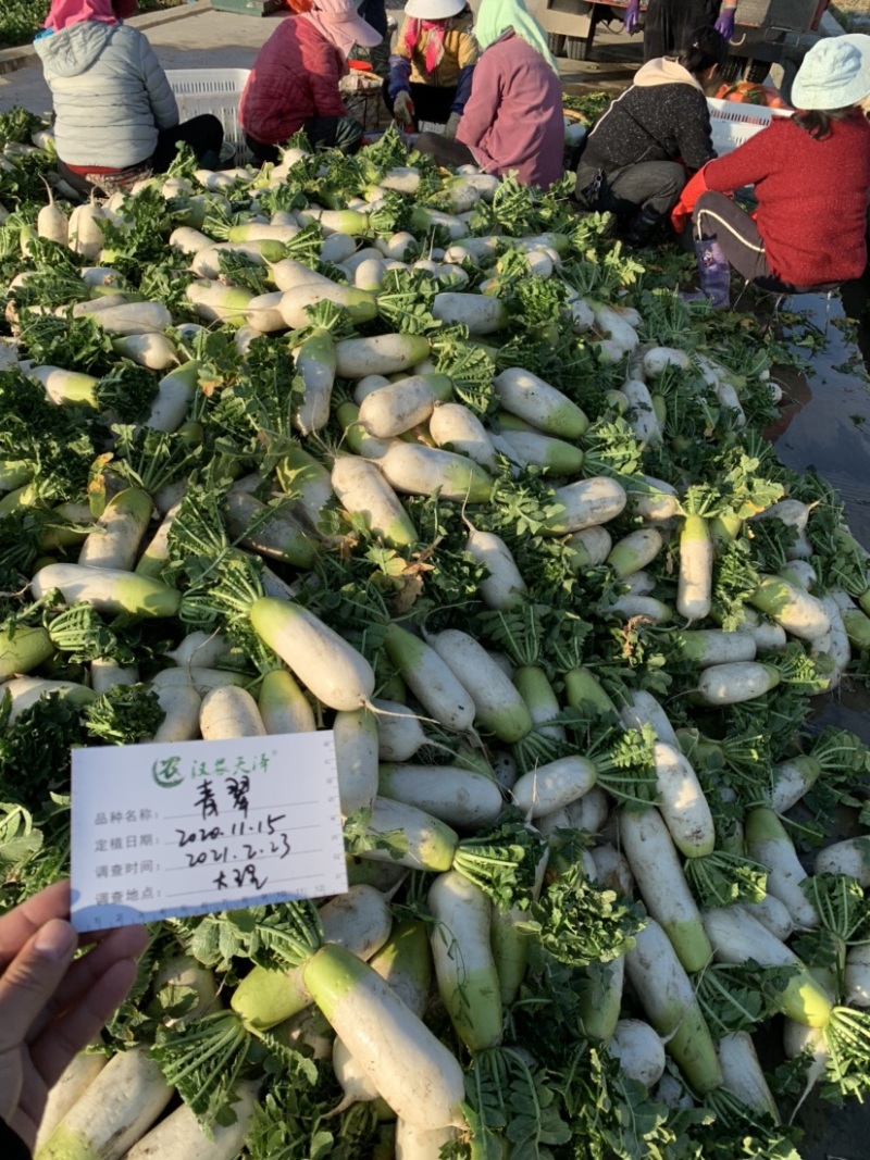 青翠青头水果型萝卜萝卜种植子/可零售批发