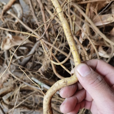 白花牛奶根，小叶牛奶树根