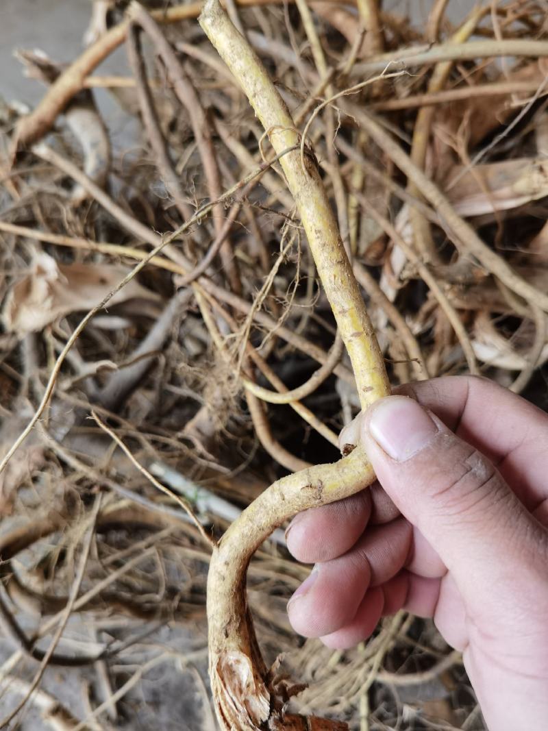 白花牛奶根，小叶牛奶树根
