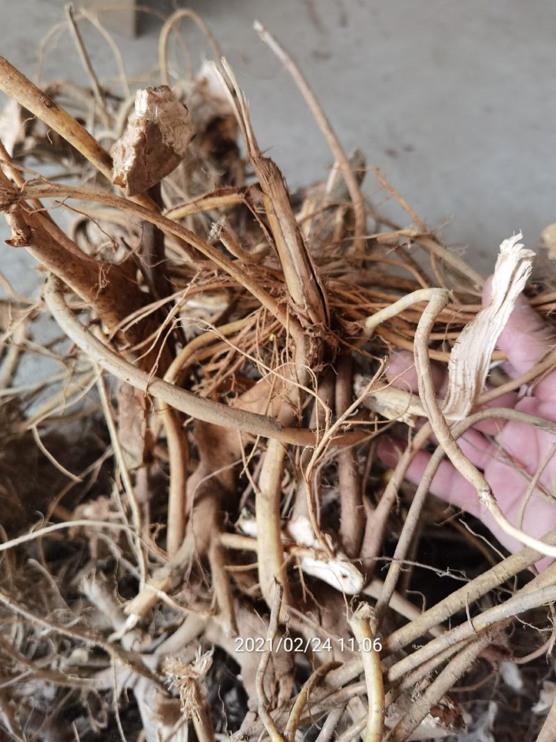 白花牛奶根，小叶牛奶树根