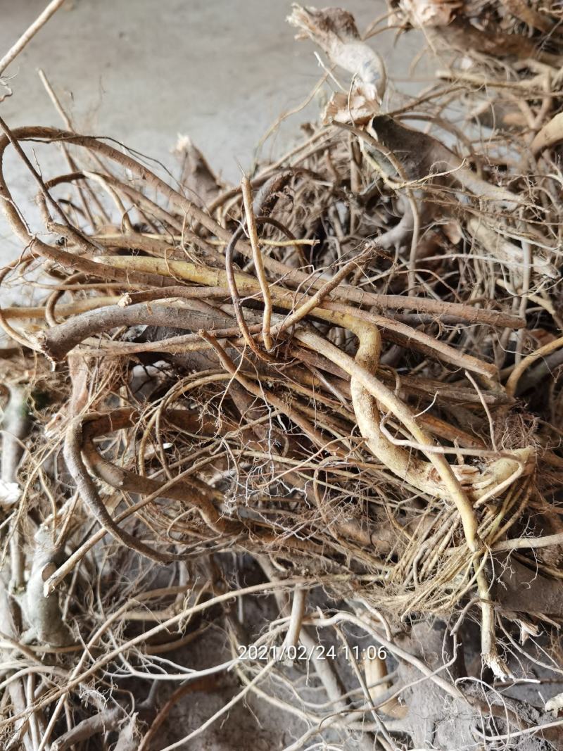 白花牛奶根，小叶牛奶树根