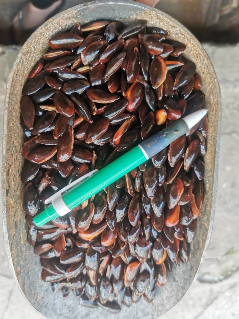 产地直供人心果种子，种子量大新鲜，质量好，发率高