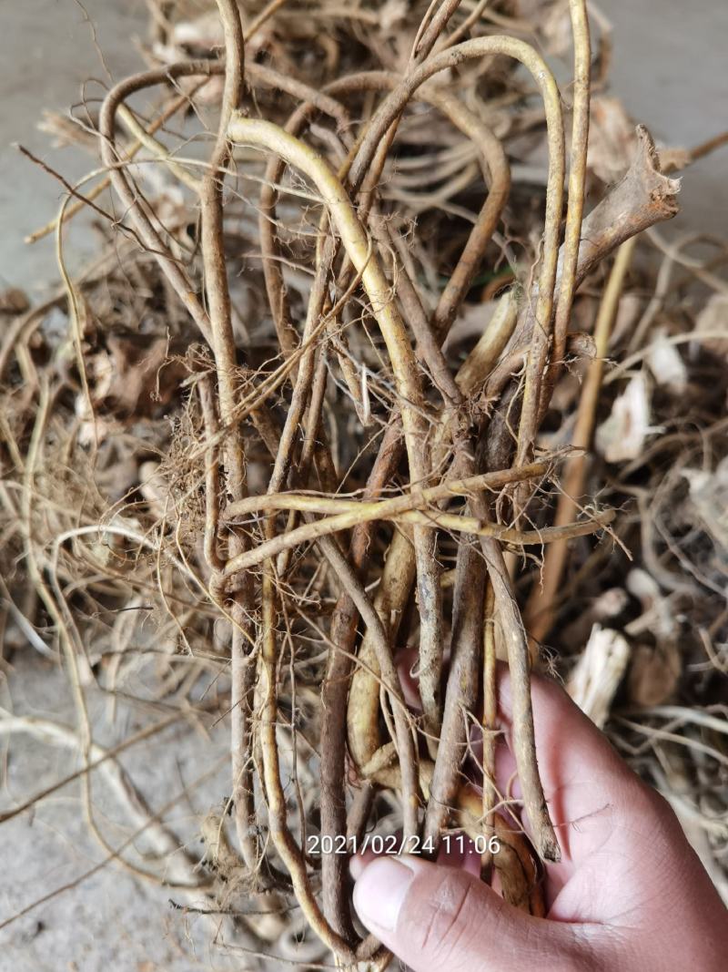 白花牛奶根，小叶牛奶树根