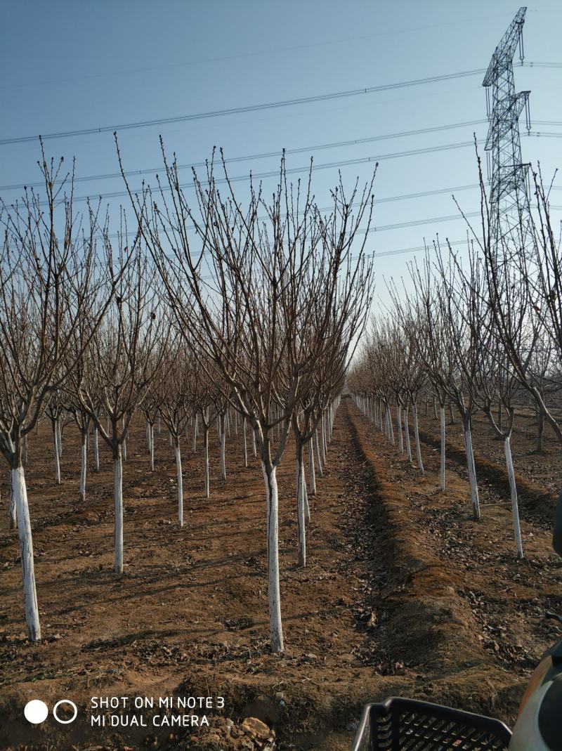 农户出售定植精品樱花树树型优美，分枝一致，冠型饱满，