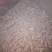 商薯191两到5两脱毒种薯白心