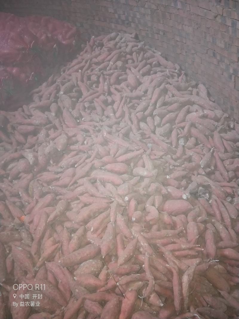 商薯191两到5两脱毒种薯白心