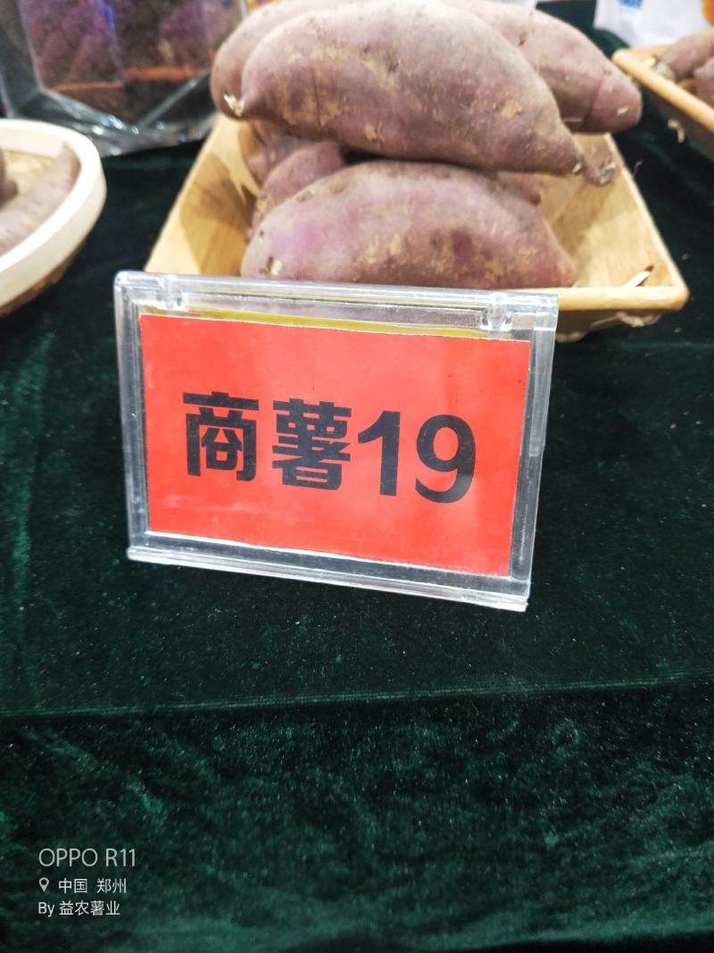 商薯191两到5两脱毒种薯白心