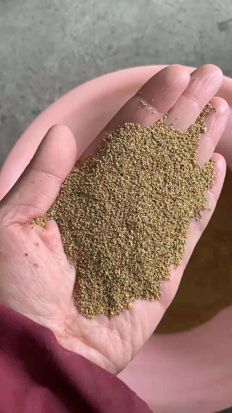 护坡灌木种子盐肤木银合欢车桑子木豆山毛豆马棘沙棘种子林木