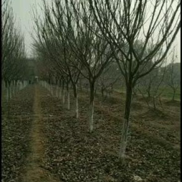 农户出售定植精品樱花树树型优美，分枝一致，冠型饱满，