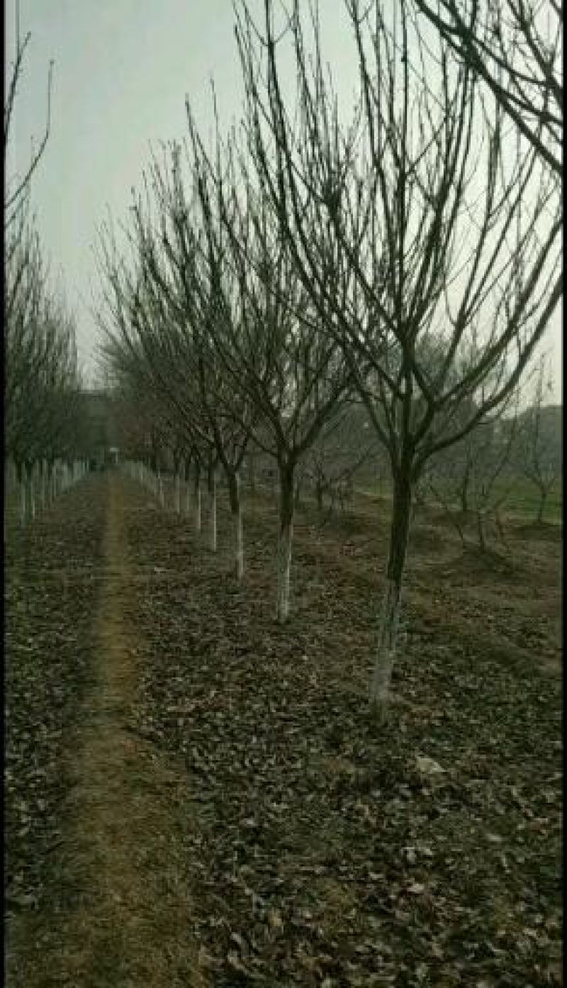 农户出售定植精品樱花树树型优美，分枝一致，冠型饱满，