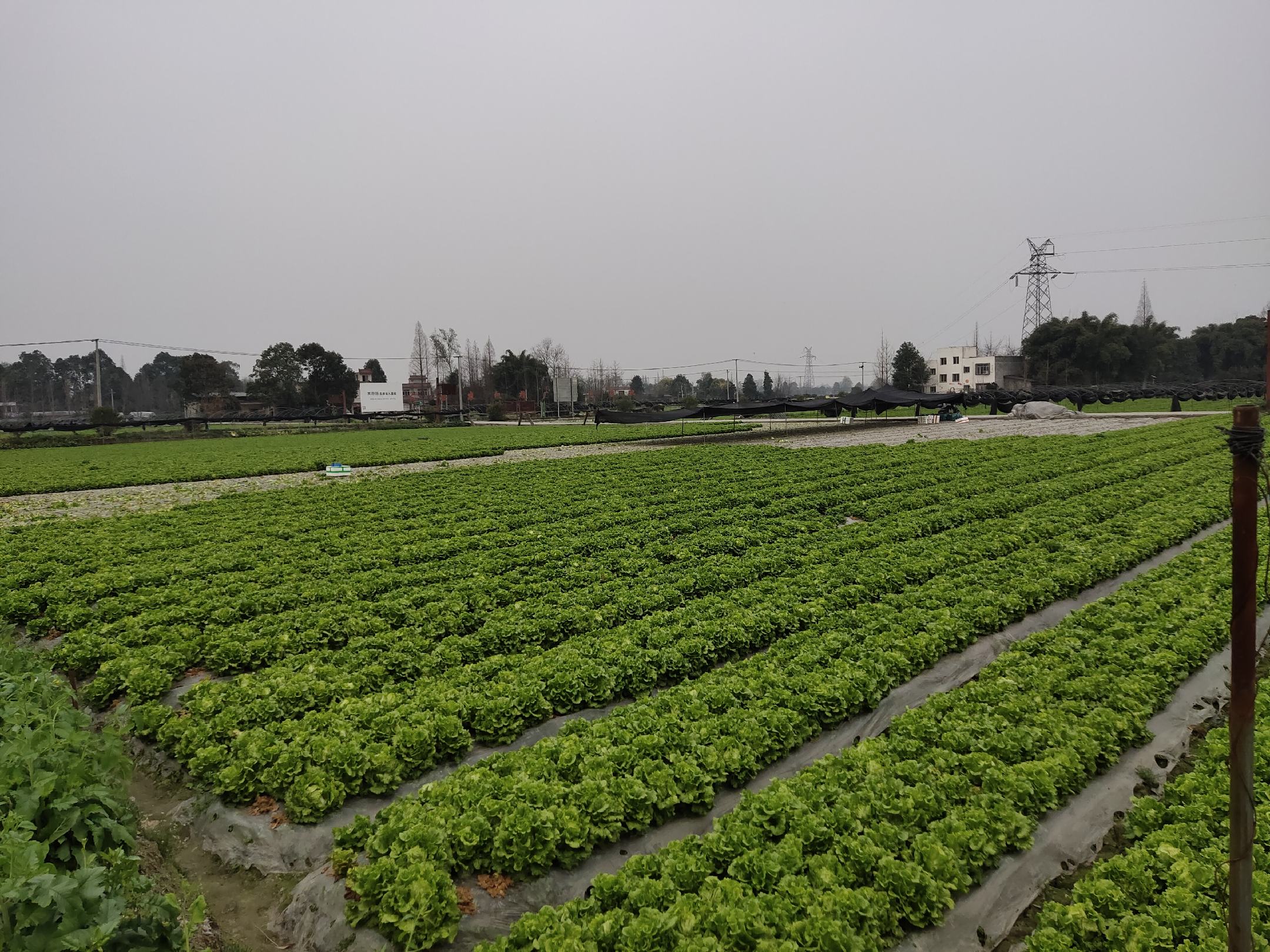 散叶生菜种植时间分布图
