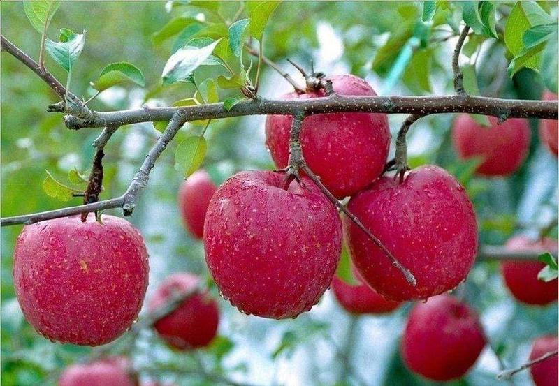 河南苹果大量上市，红富士苹果。批发欢迎采购，新鲜果子速出