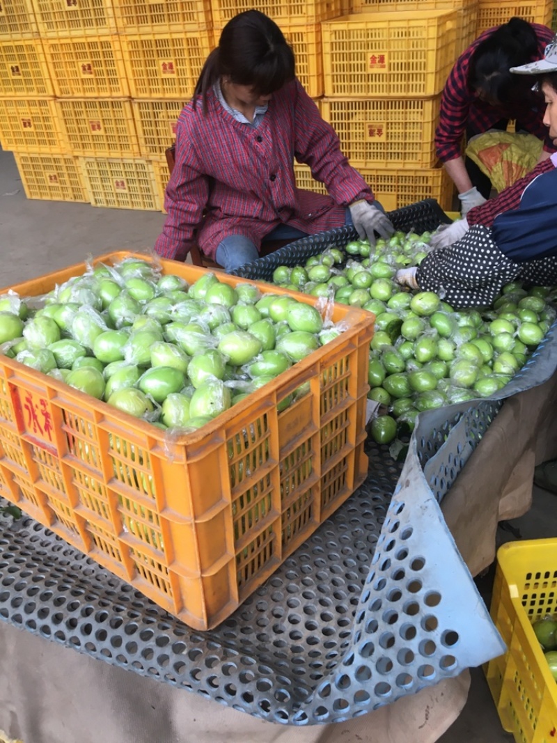 【万亩基地】广西大青枣冬枣蜜丝枣脆甜可口丝滑牛奶枣