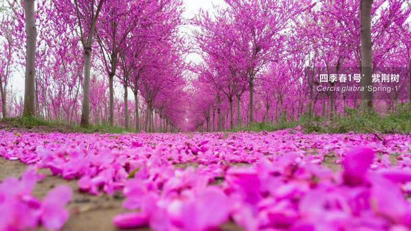 巨紫荆独杆紫荆高低分枝均有四季春一号宫粉紫荆紫荆
