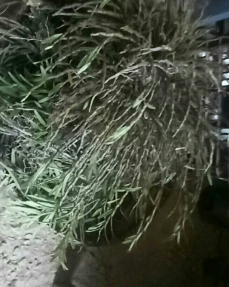 中药材赶黄草泡茶好料