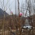 嫁接娇红一号玉兰当年小苗高度70公分至米经6公分都有货