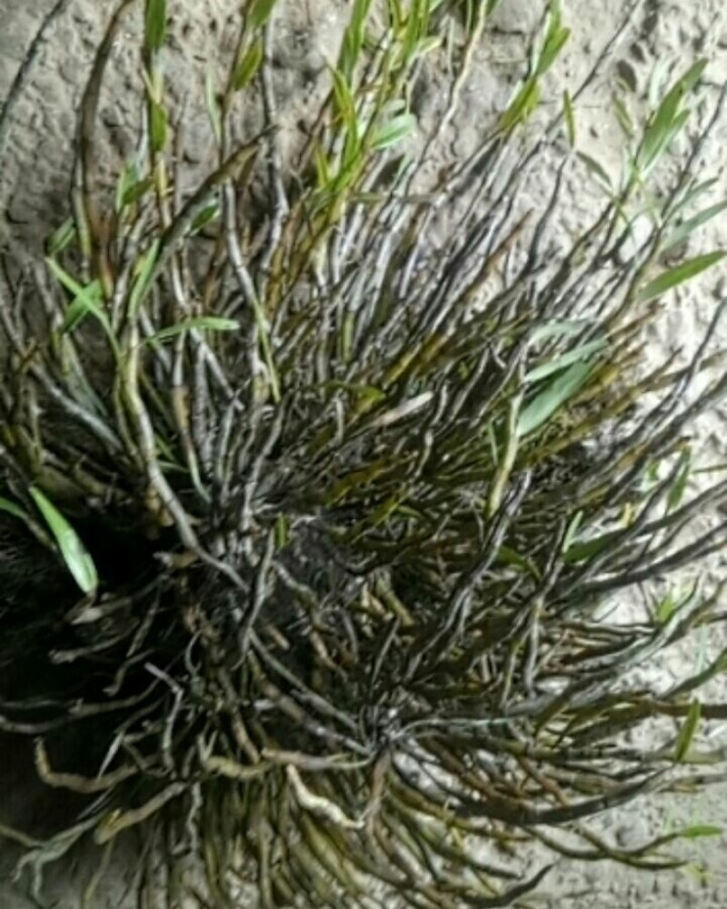 中药材赶黄草泡茶好料