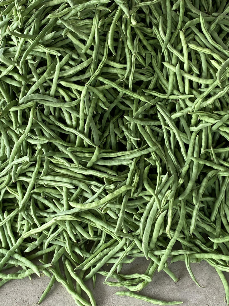 广西北海市合浦县四季豆开始慢慢大量上市了有需要的可以联系