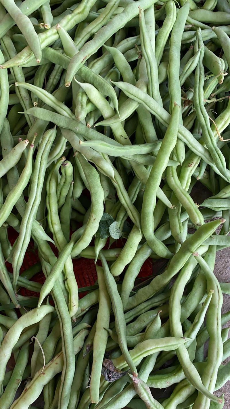 广西北海市合浦县四季豆开始慢慢大量上市了有需要的可以联系