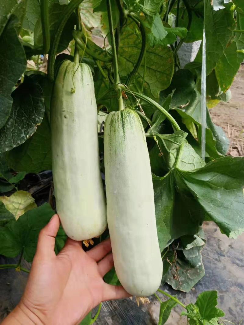 莘县博洋61甜瓜上市中，商超对接，诚信经营