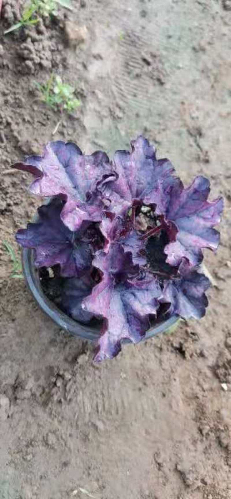 矾根（自家苗圃货源，货量充足，颜色齐全。）