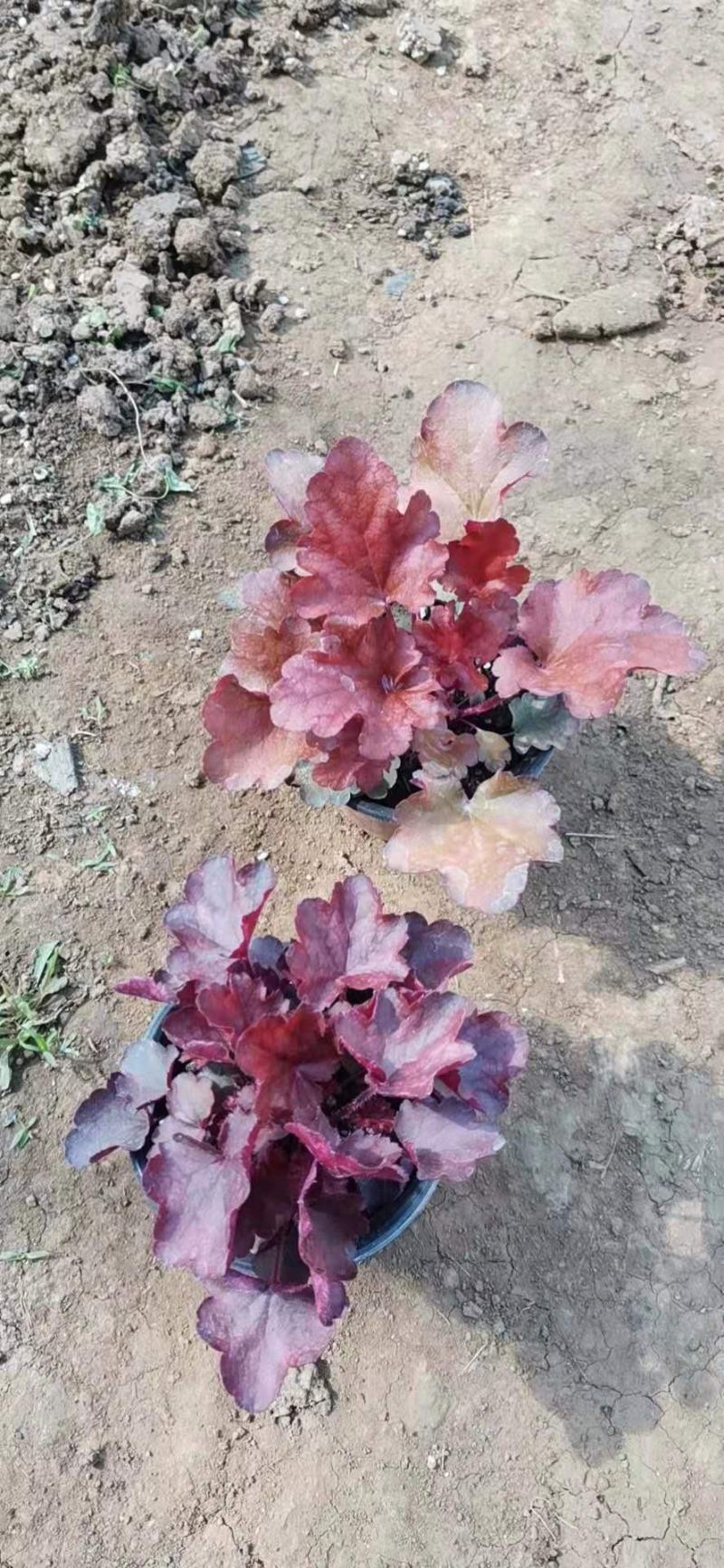 矾根（自家苗圃货源，货量充足，颜色齐全。）