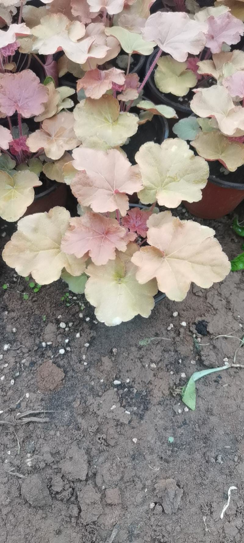 矾根（自家苗圃货源，货量充足，颜色齐全。）