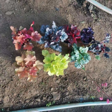 矾根（自家苗圃货源，货量充足，颜色齐全。）