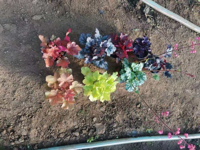 矾根（自家苗圃货源，货量充足，颜色齐全。）
