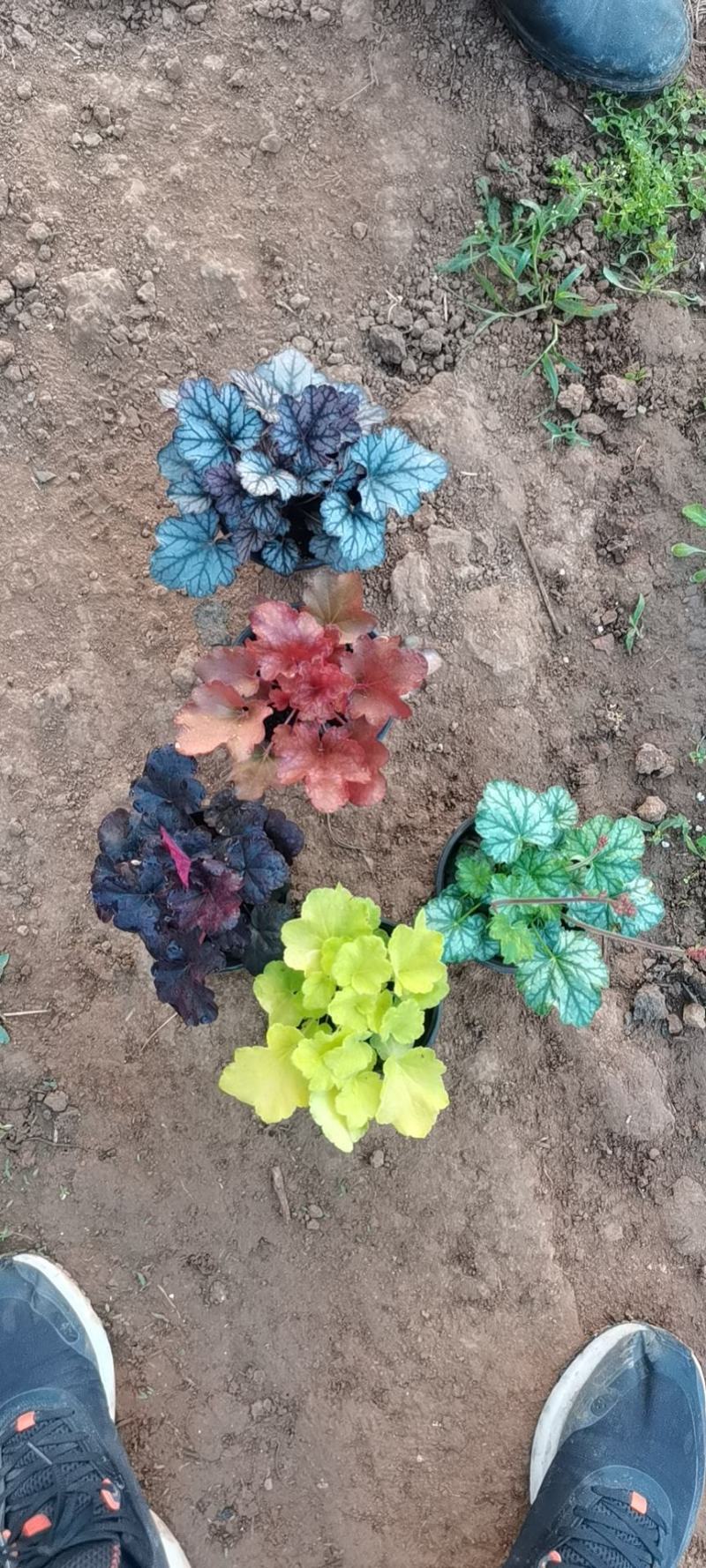 矾根（自家苗圃货源，货量充足，颜色齐全。）