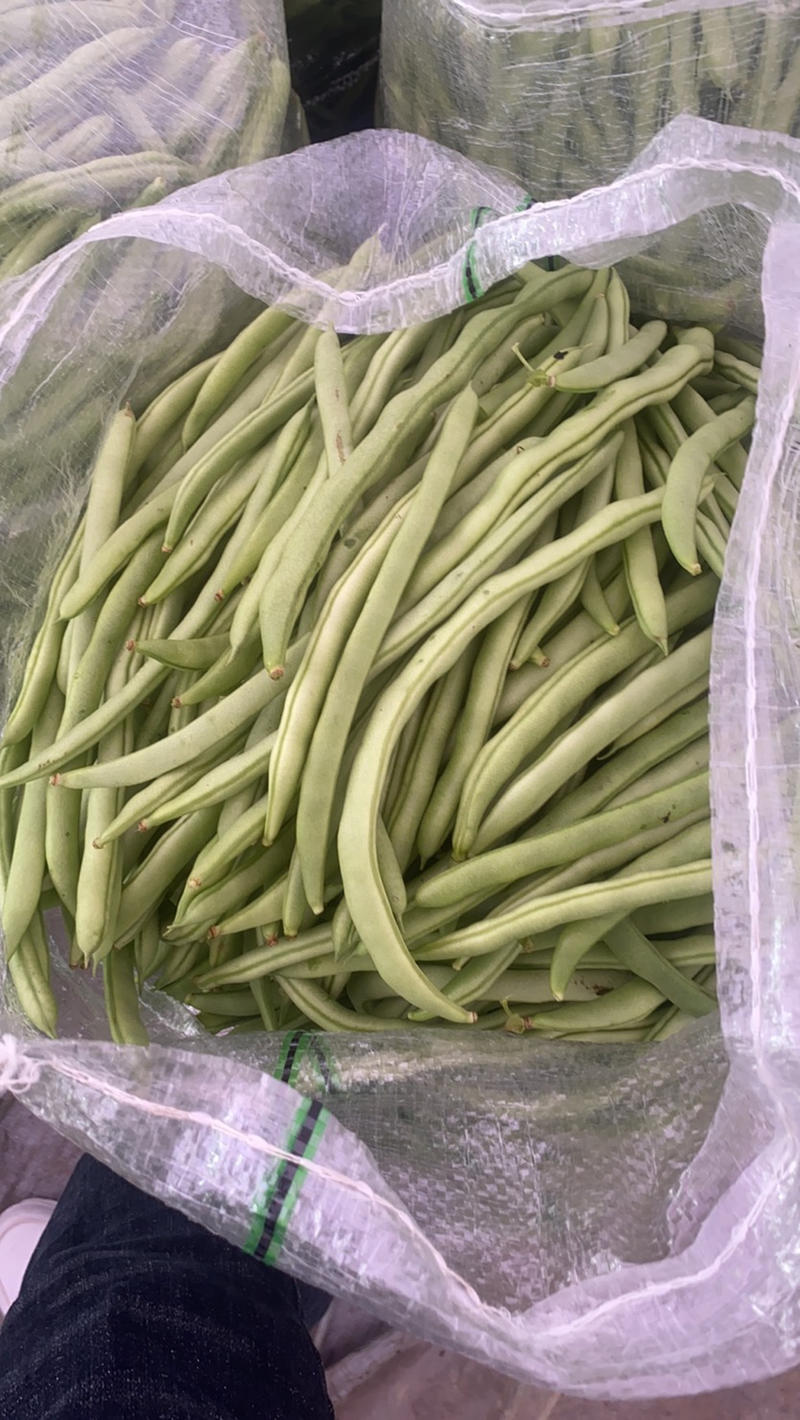 四季豆开始慢慢大量上市了广西壮族自治区北海
