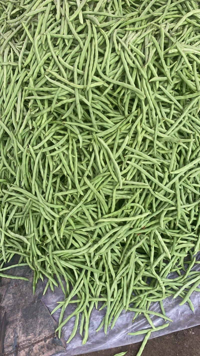 四季豆开始慢慢大量上市了广西壮族自治区北海
