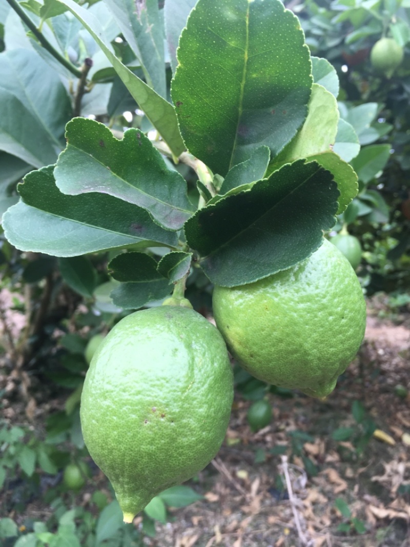 【产地直供】正宗广东香水柠檬无籽香水青柠檬无籽柠檬