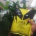 75%百菌清黄粉白粉病霜霉病叶斑病炭疽病防霉保鲜杀菌保护
