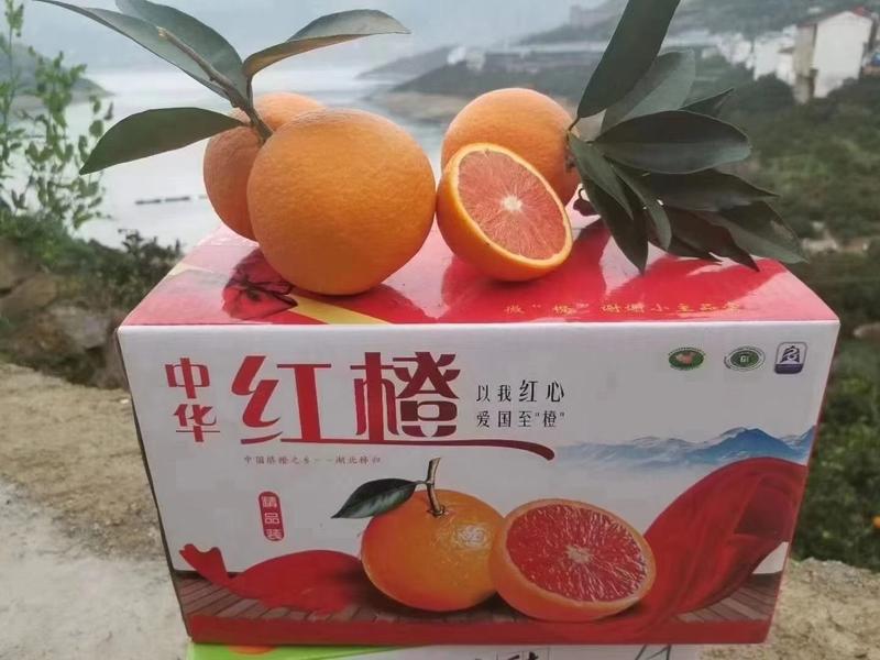 秭归橙子中华红血橙一件整箱代发包邮电商平台供应质量有保