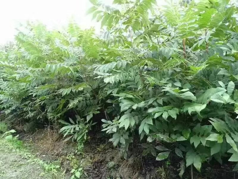 碧根果苗量大苗优欢迎选购