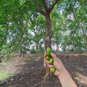 碧根果苗量大苗优欢迎选购
