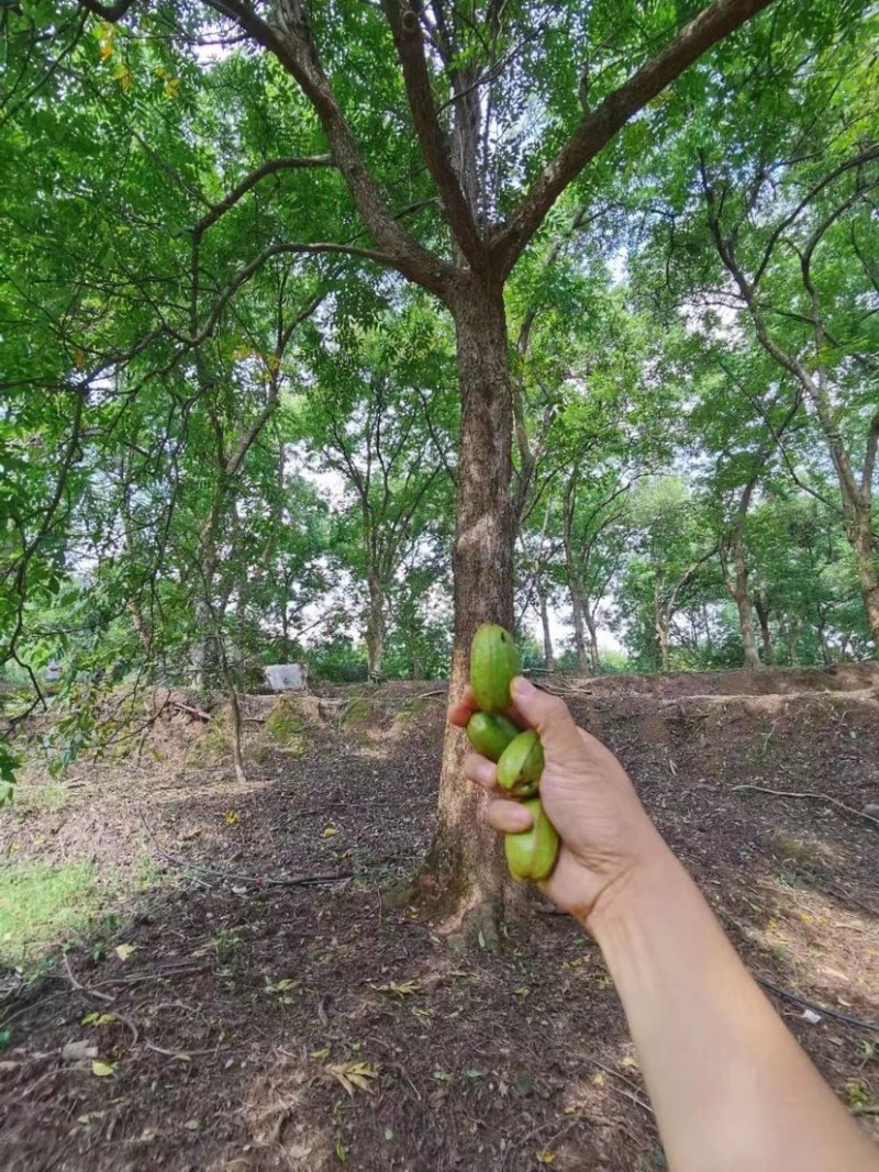 碧根果苗量大苗优欢迎选购
