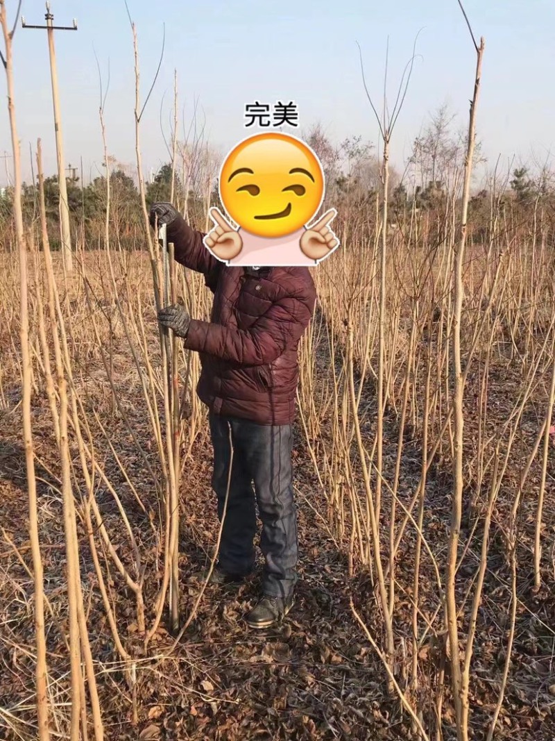 碧根果苗量大苗优欢迎选购