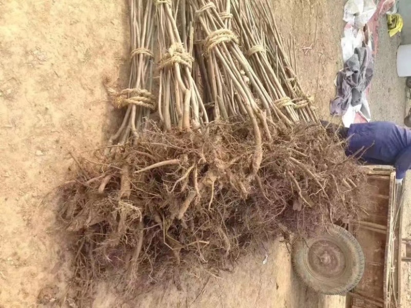 碧根果苗量大苗优欢迎选购