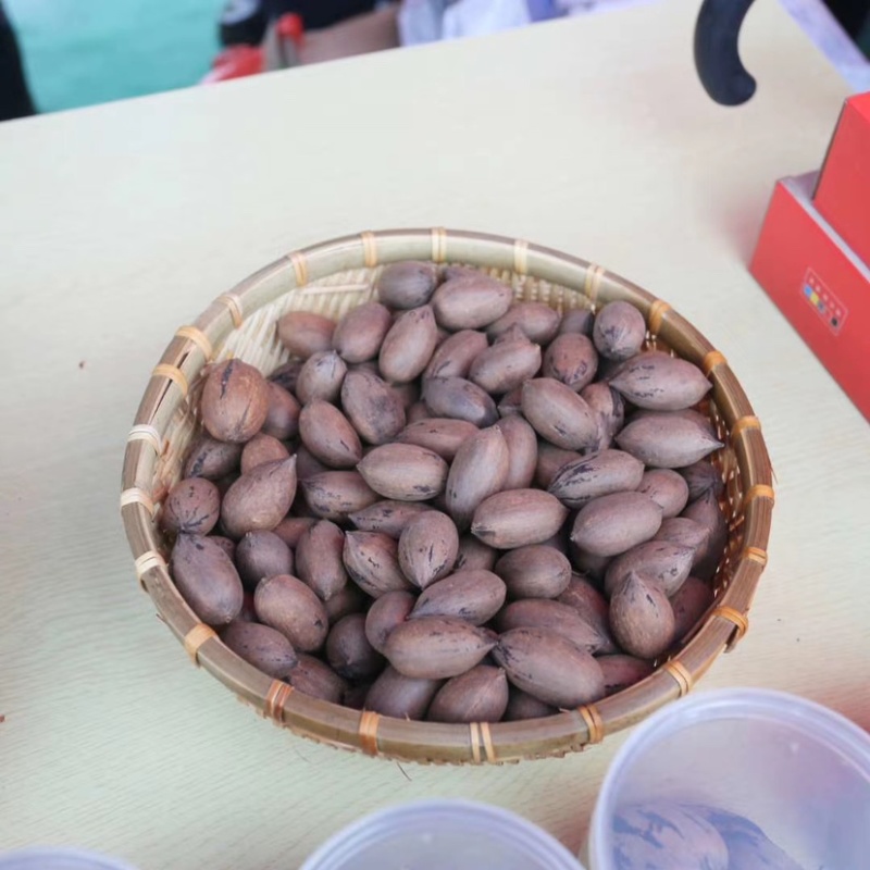 碧根果苗量大苗优欢迎选购