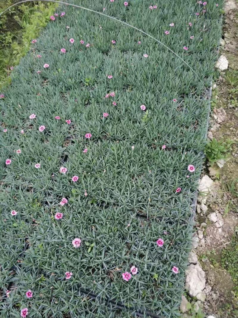 铜钱草，基地直销常年供应各种绿化苗木。
