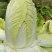 大娃娃菜1斤以上，没有开花没有虫