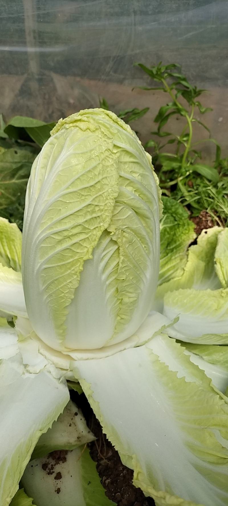 大娃娃菜1斤以上，没有开花没有虫