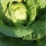 大娃娃菜1斤以上，没有开花没有虫